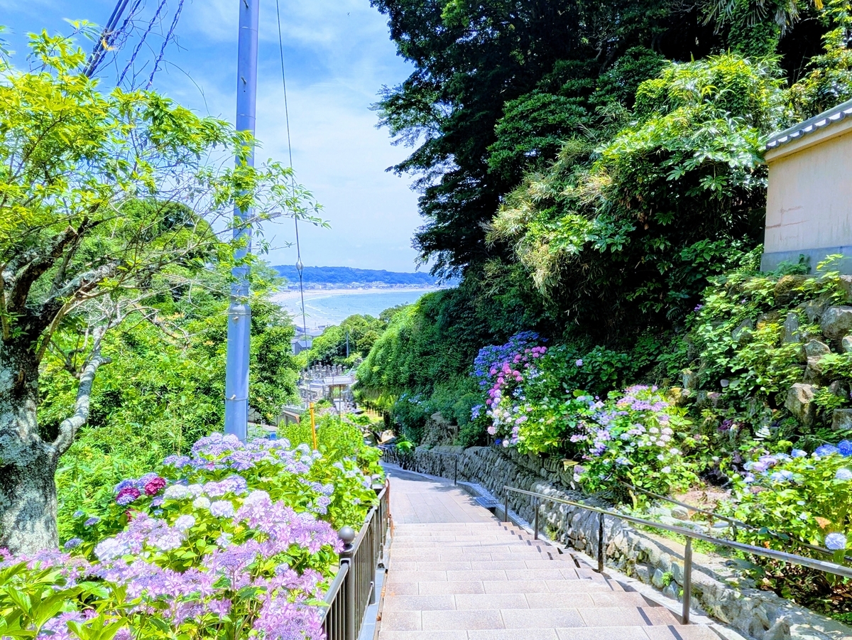 鎌倉成就院から紫陽花越しの由比ガ浜を眺める