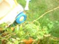 カマキリの赤ちゃん