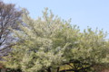 20100410121511