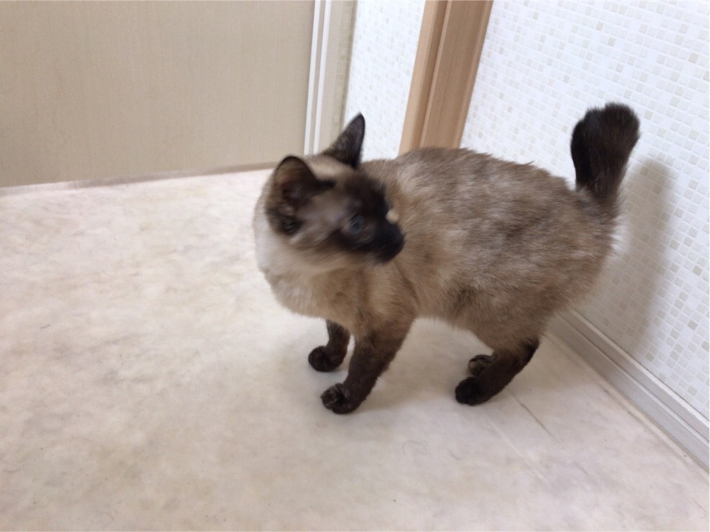 f:id:aporon2:20190619182827j:image f:id:aporon2:20190619182827j:image