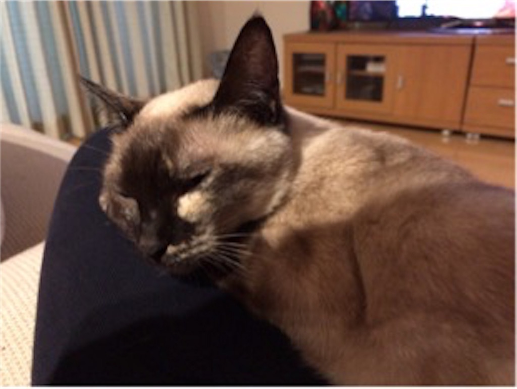 f:id:aporon2:20190619183809j:image f:id:aporon2:20190619183809j:image