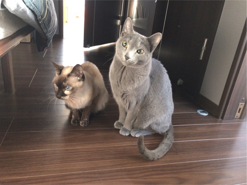 f:id:aporon2:20190619183911j:image f:id:aporon2:20190619183911j:image