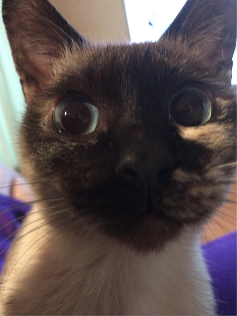 f:id:aporon2:20190619184039j:image f:id:aporon2:20190619184039j:image