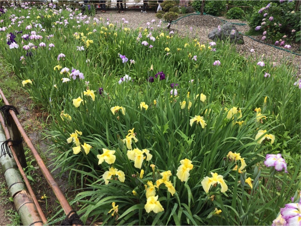 f:id:aporon2:20190619210623j:image f:id:aporon2:20190619210623j:image