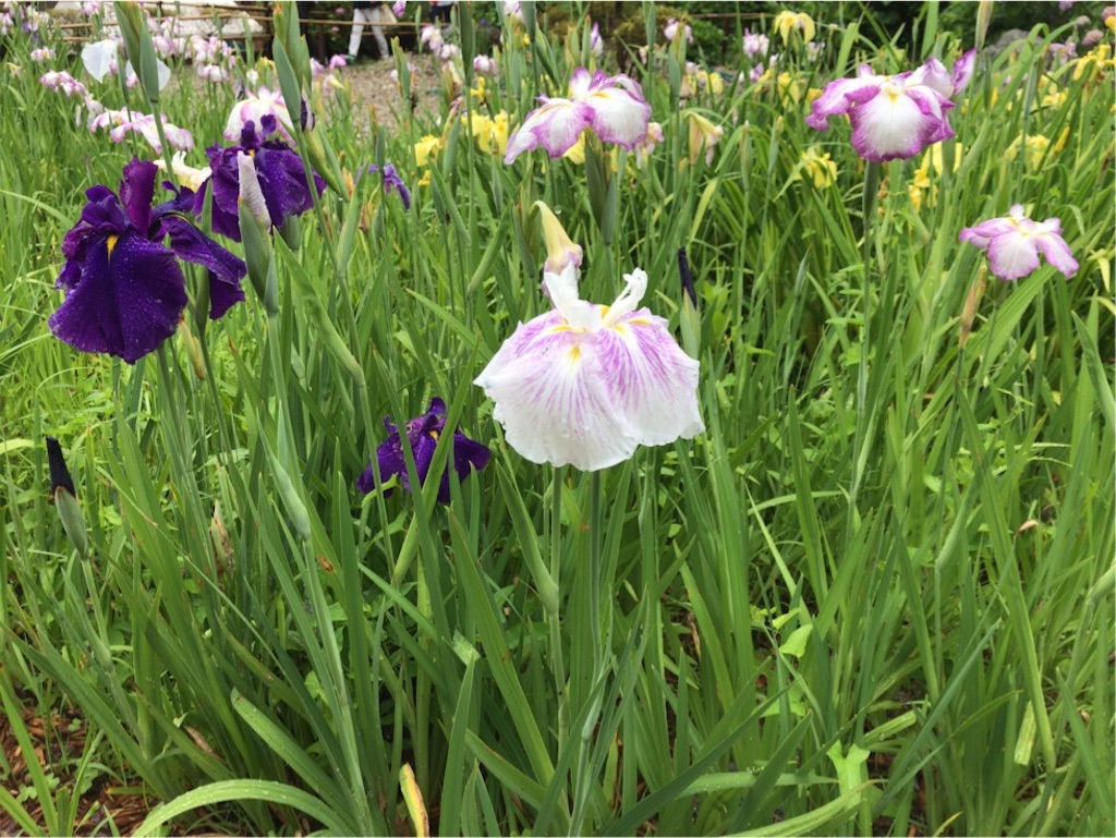 f:id:aporon2:20190619210650j:image f:id:aporon2:20190619210650j:image