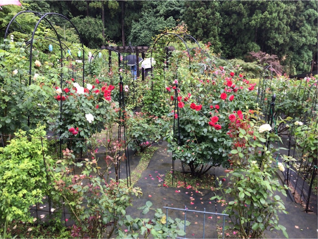 f:id:aporon2:20190619210812j:image f:id:aporon2:20190619210812j:image