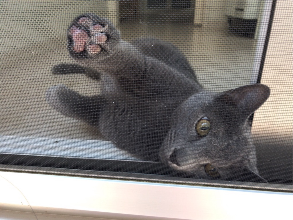 f:id:aporon2:20190713185806j:image