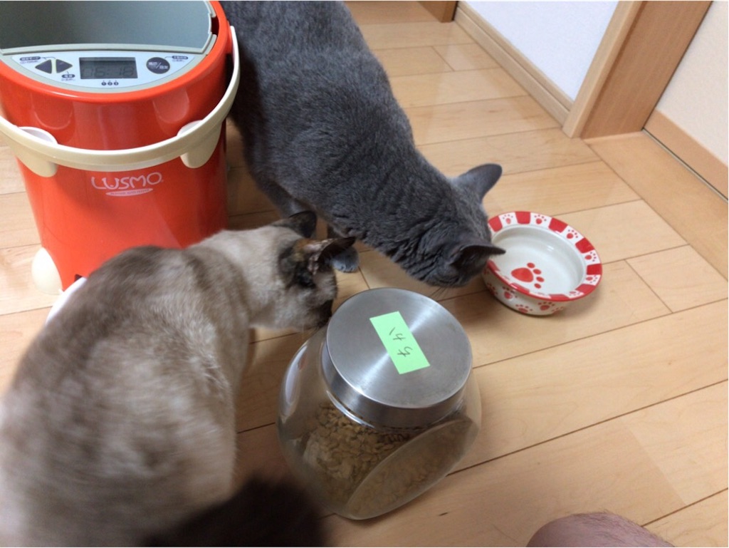 f:id:aporon2:20190721105933j:image f:id:aporon2:20190721105933j:image