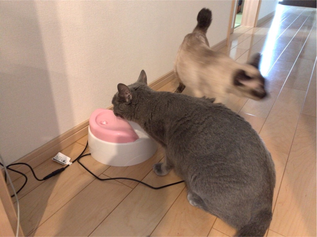 f:id:aporon2:20190721161708j:image