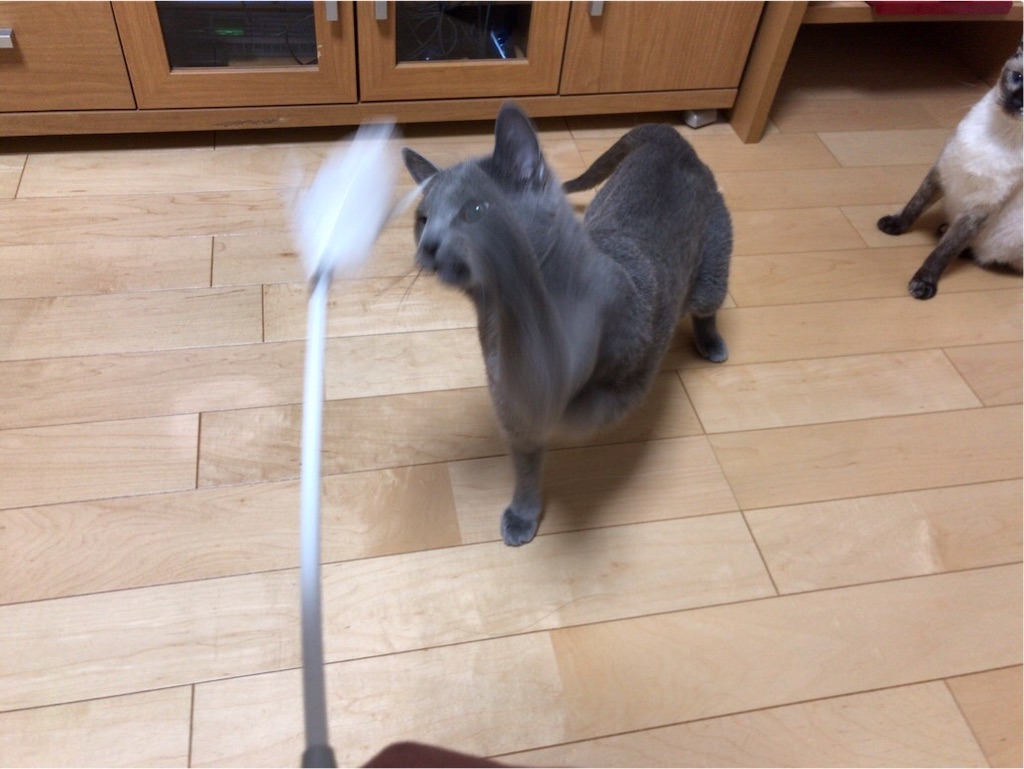 f:id:aporon2:20190825162444j:image