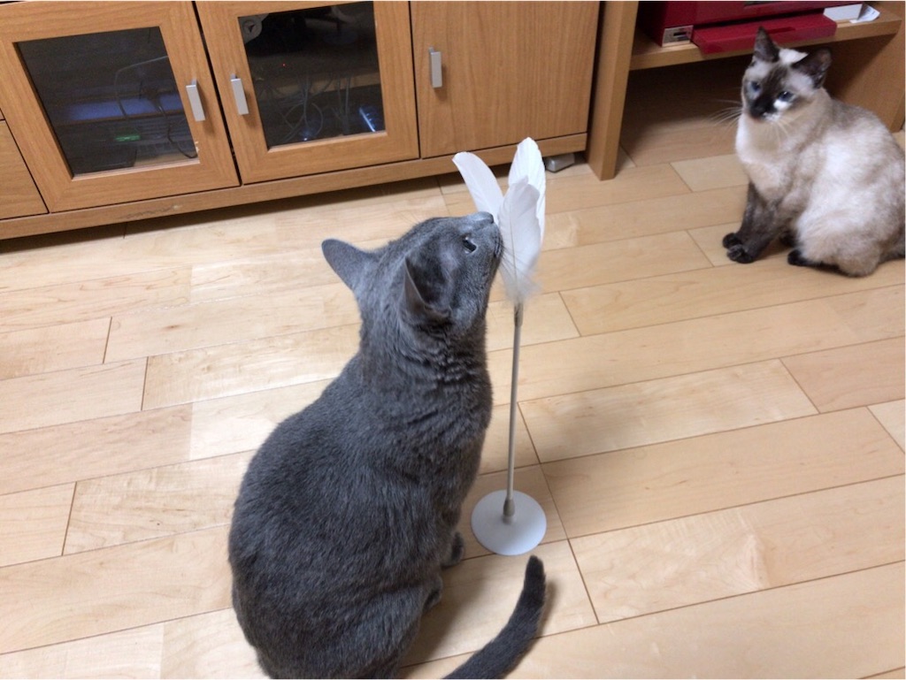 f:id:aporon2:20190825162523j:image