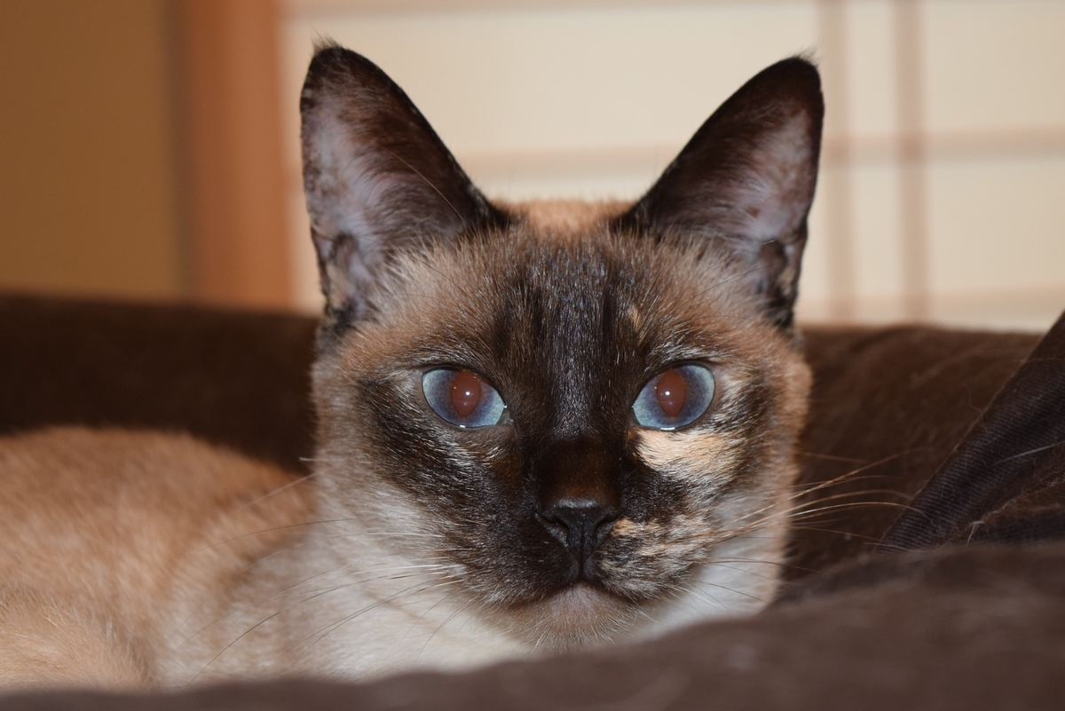 f:id:aporon2:20190909213454j:plain