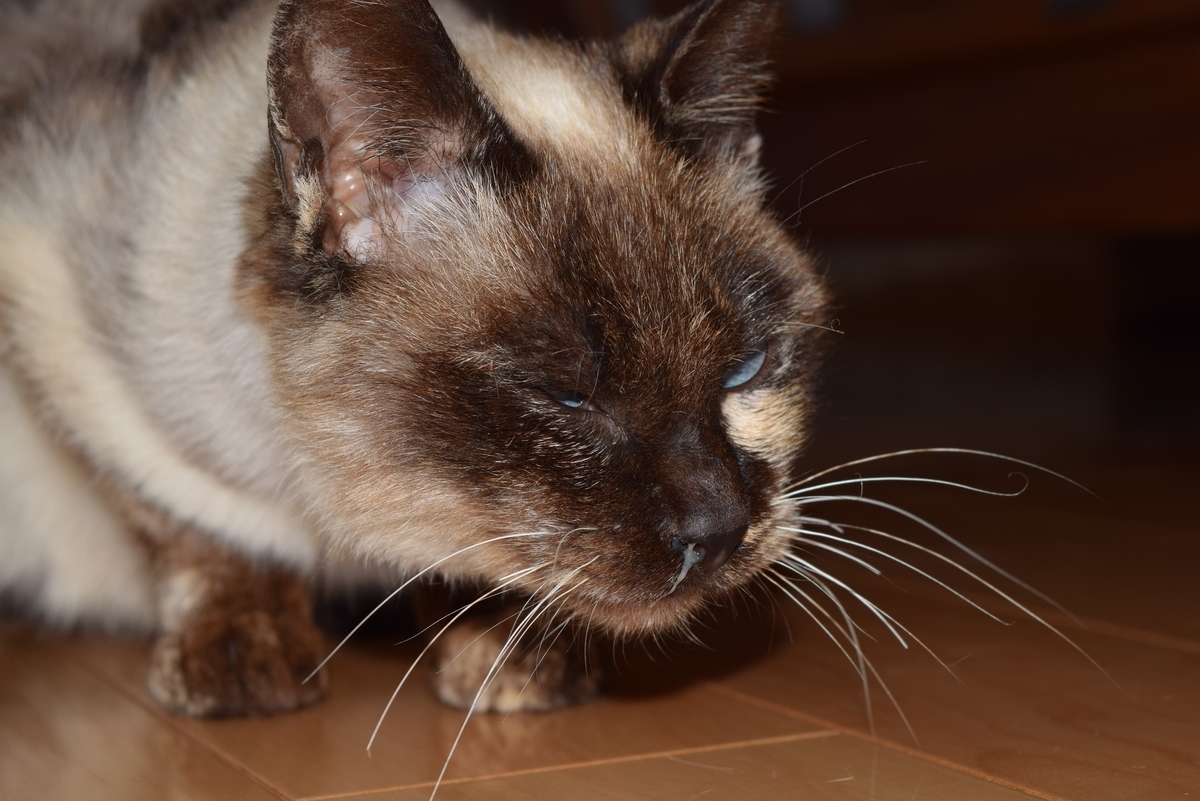 f:id:aporon2:20190909213504j:plain