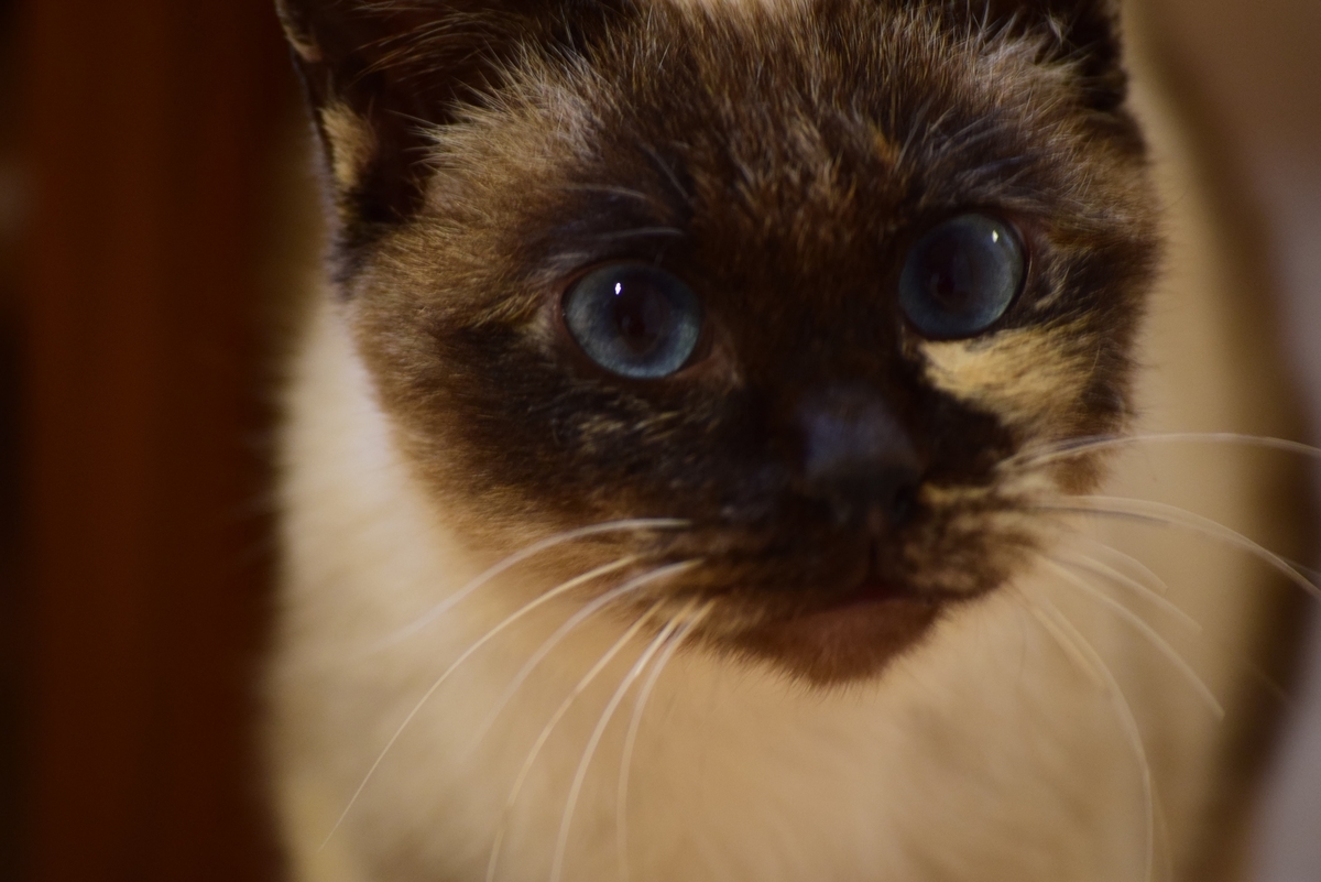 f:id:aporon2:20190909213537j:plain