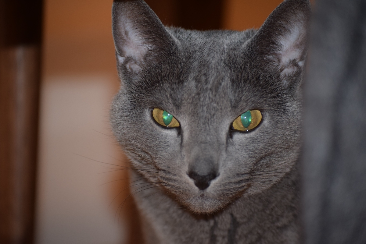 f:id:aporon2:20190909213547j:plain