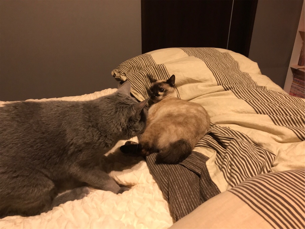 f:id:aporon2:20190928124138j:image