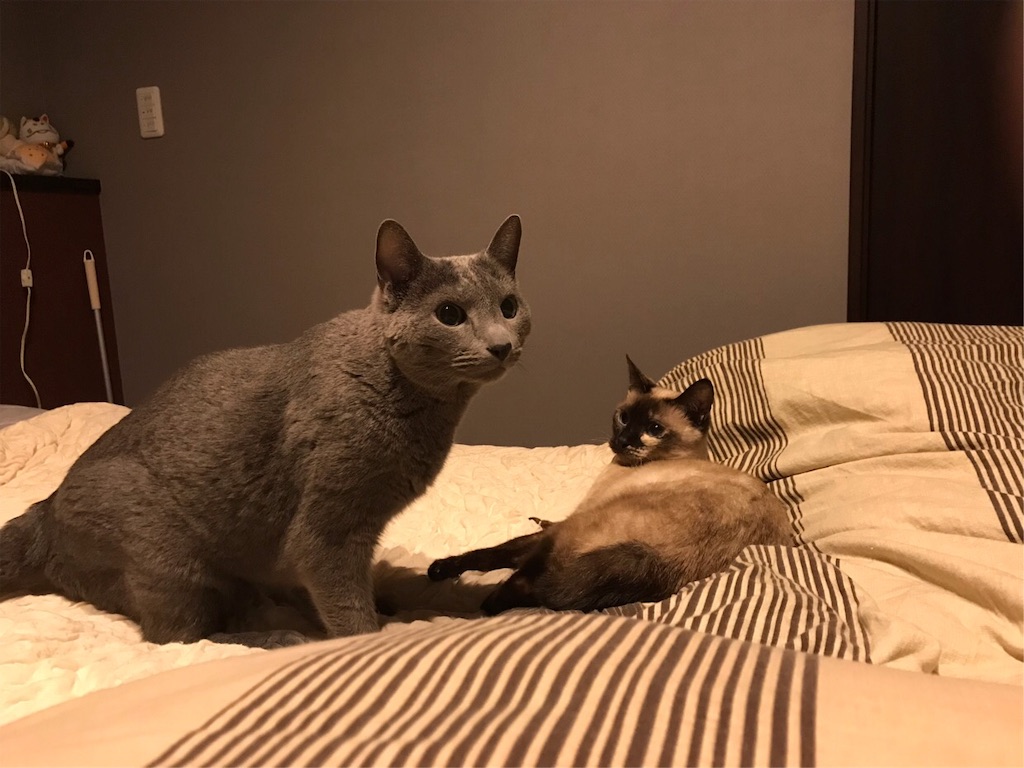 f:id:aporon2:20190928124153j:image