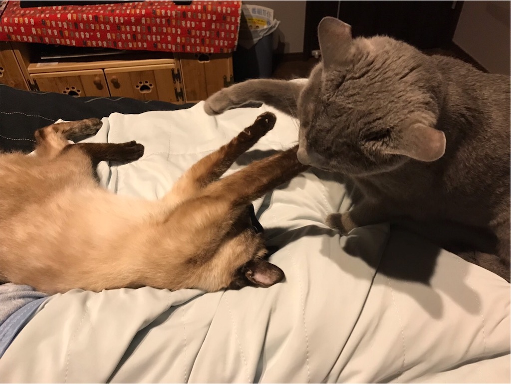 f:id:aporon2:20190930122900j:image