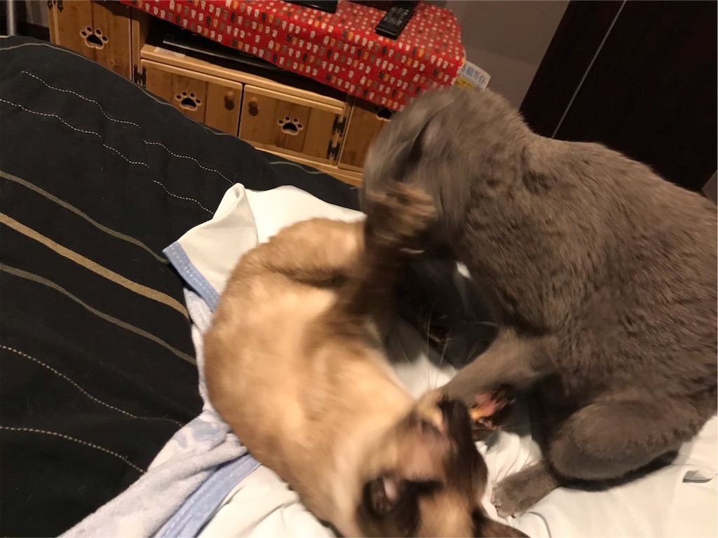 f:id:aporon2:20190930123119j:image