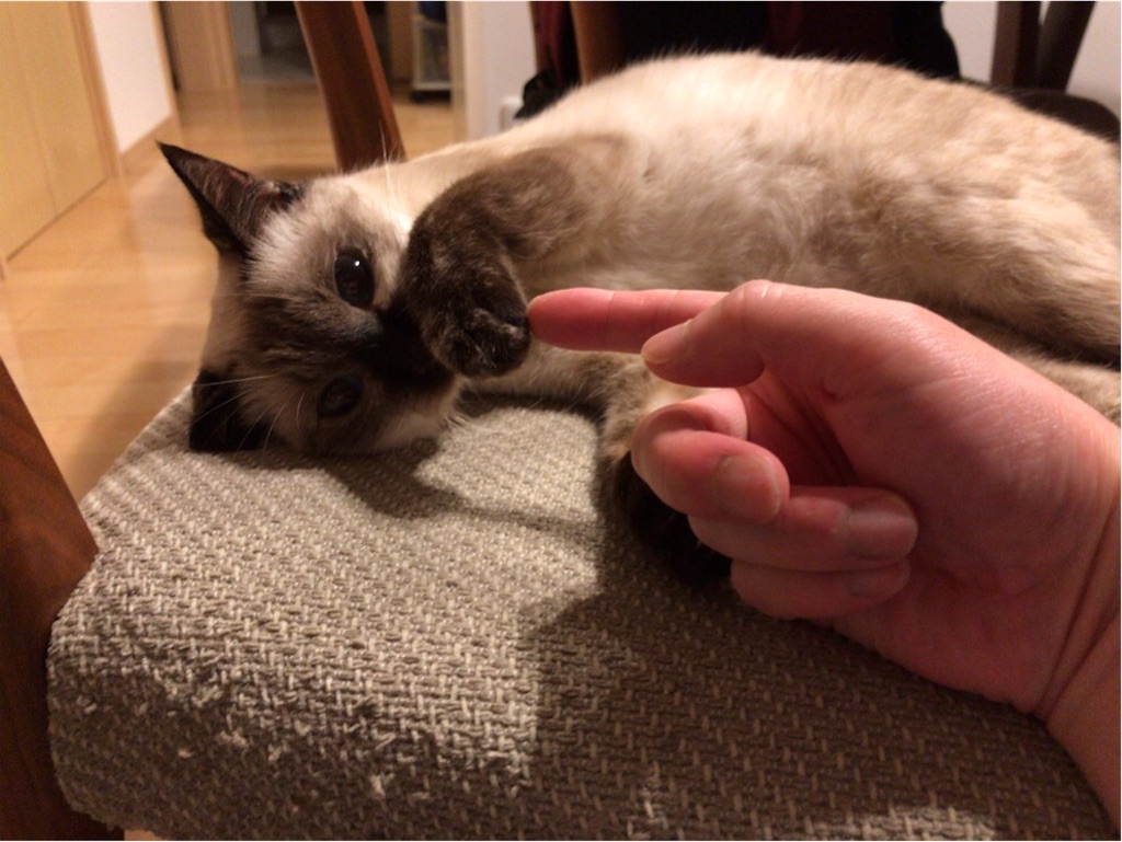 f:id:aporon2:20191126212946j:image