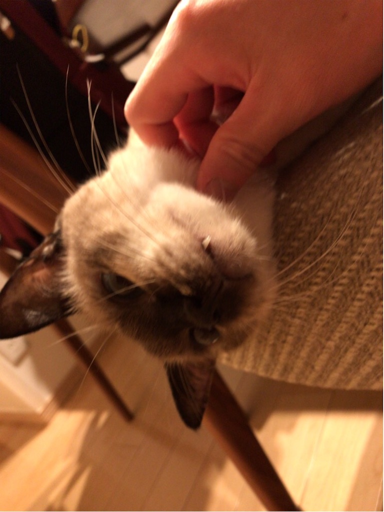 f:id:aporon2:20191126212950j:image