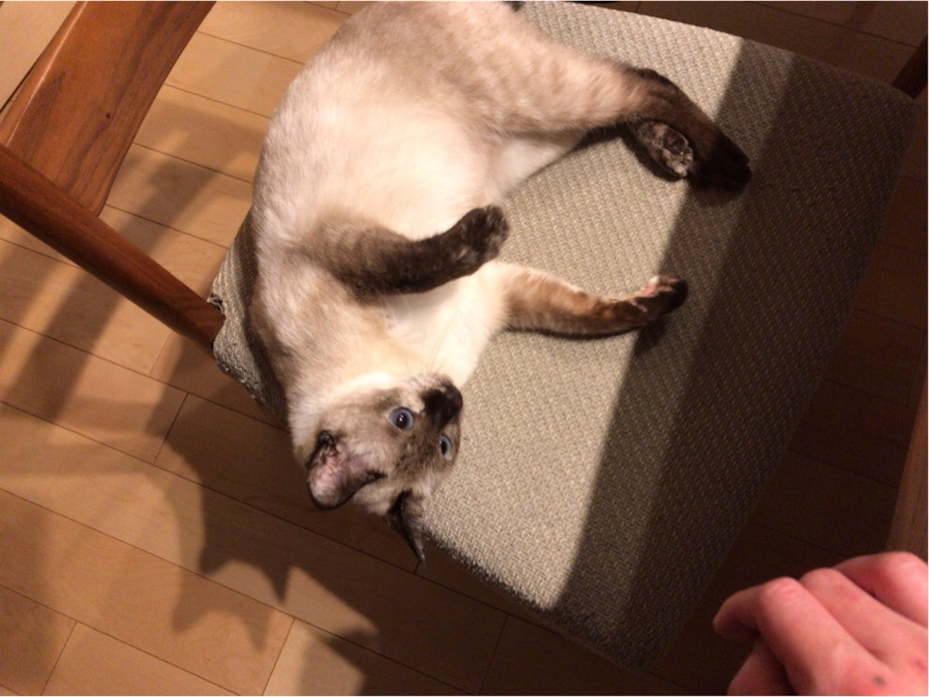 f:id:aporon2:20191126212956j:image