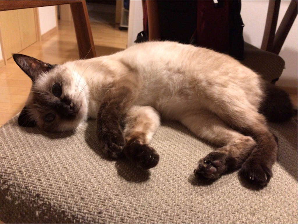 f:id:aporon2:20191126213002j:image