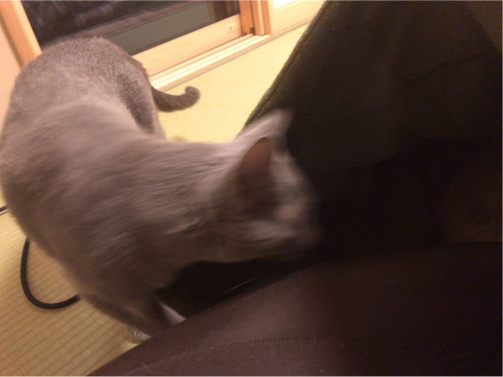 f:id:aporon2:20200101223811j:image