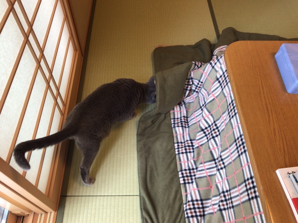 f:id:aporon2:20200209205351j:image