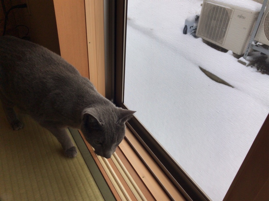 f:id:aporon2:20200209205406j:image