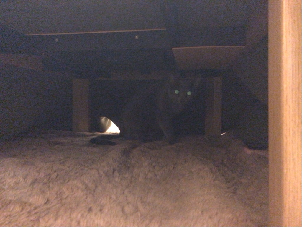 f:id:aporon2:20200209205554j:image