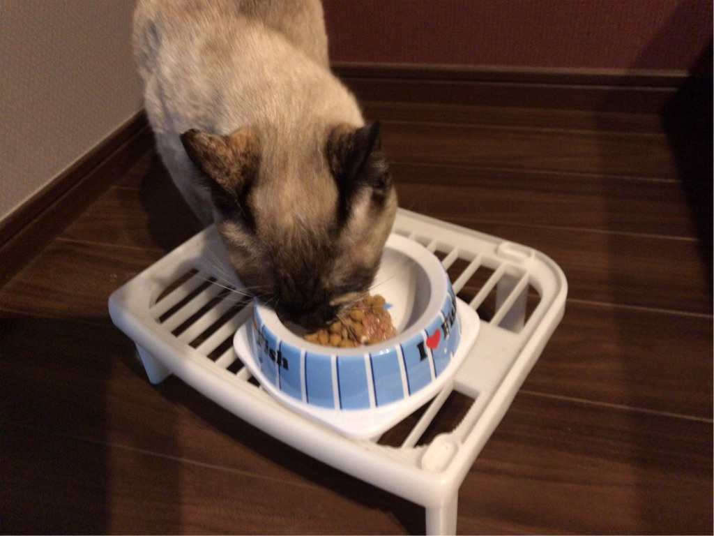 f:id:aporon2:20200306200311j:image