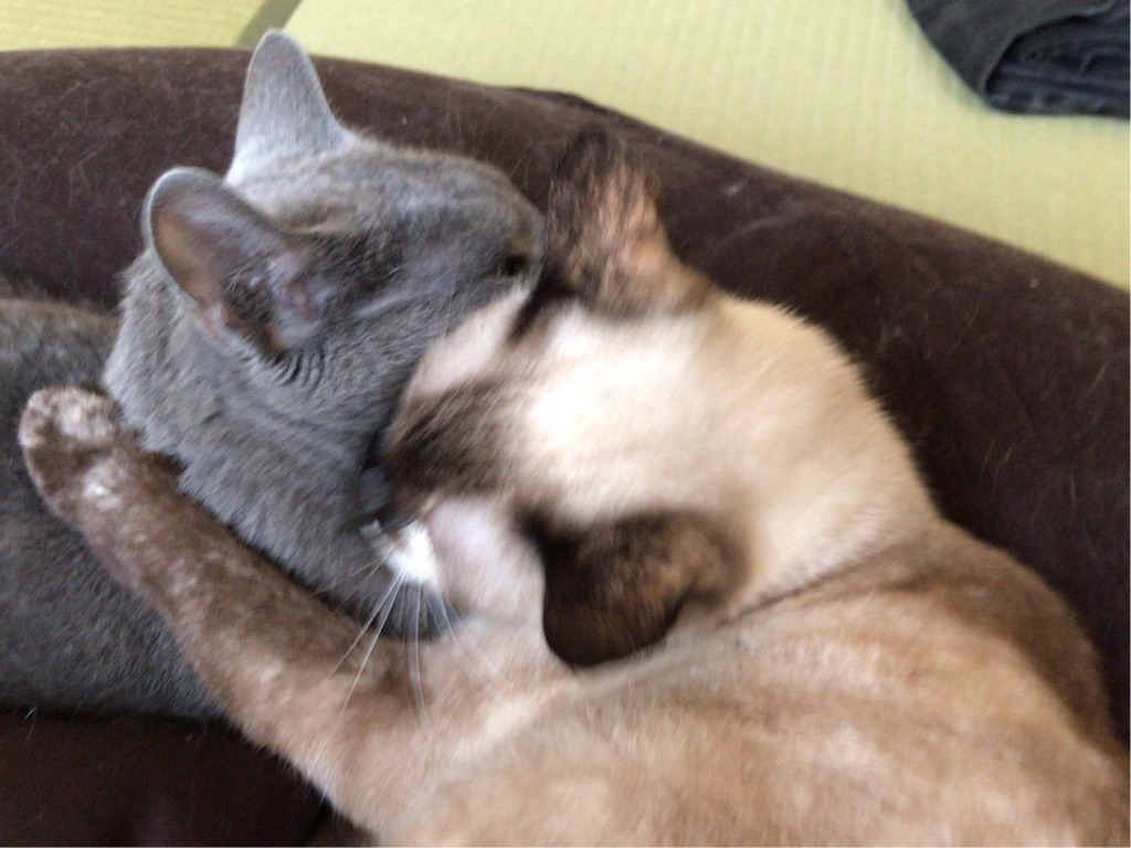 f:id:aporon2:20200306202458j:image