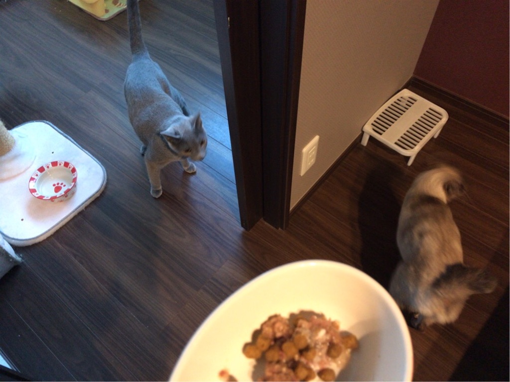 f:id:aporon2:20200306224833j:image