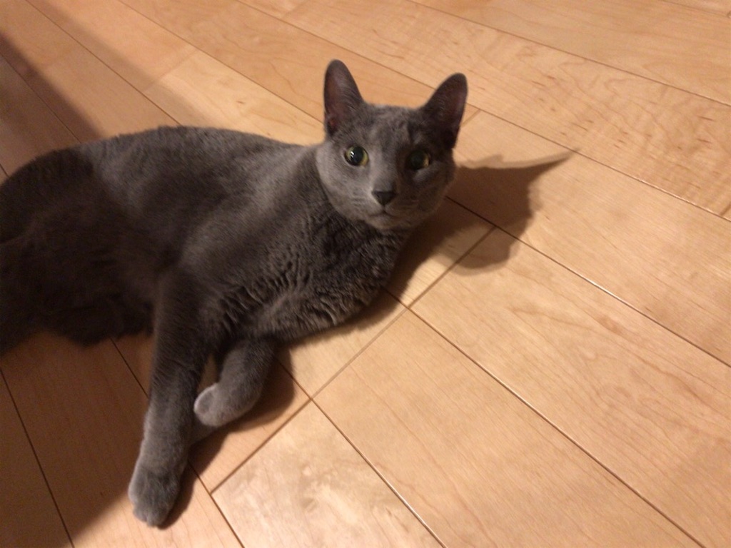 f:id:aporon2:20200329190646j:image