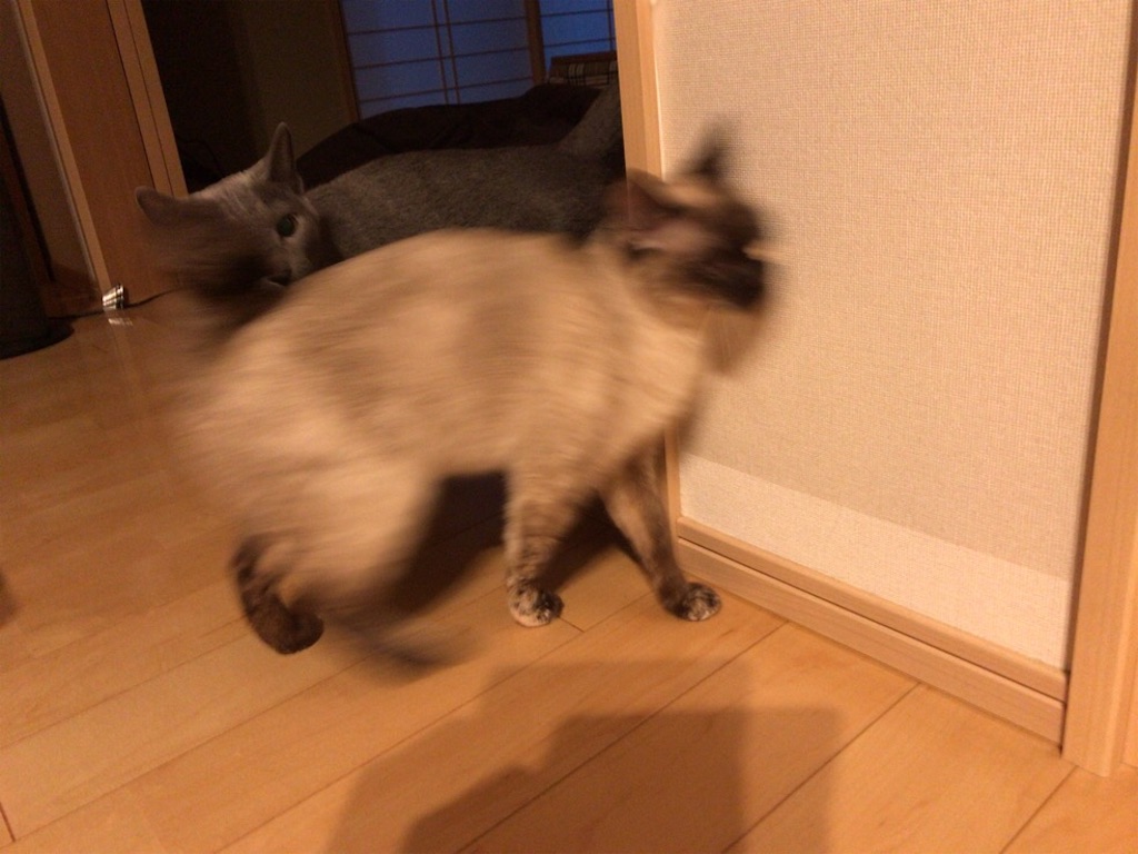 f:id:aporon2:20200329190653j:image