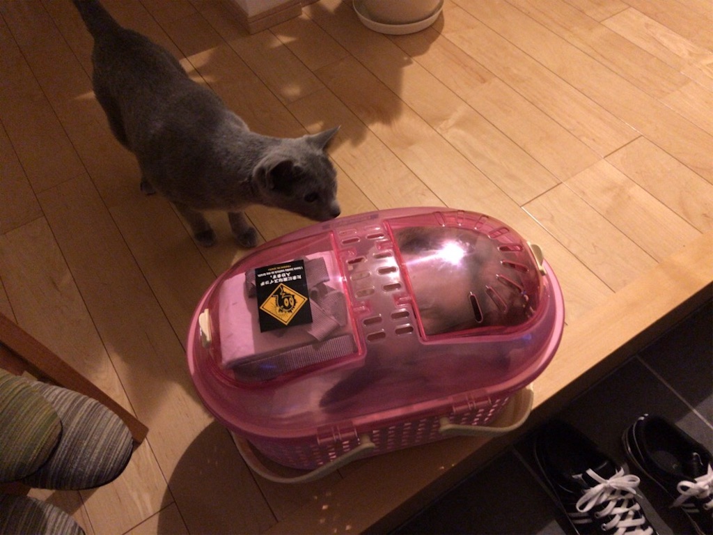 f:id:aporon2:20200329190656j:image