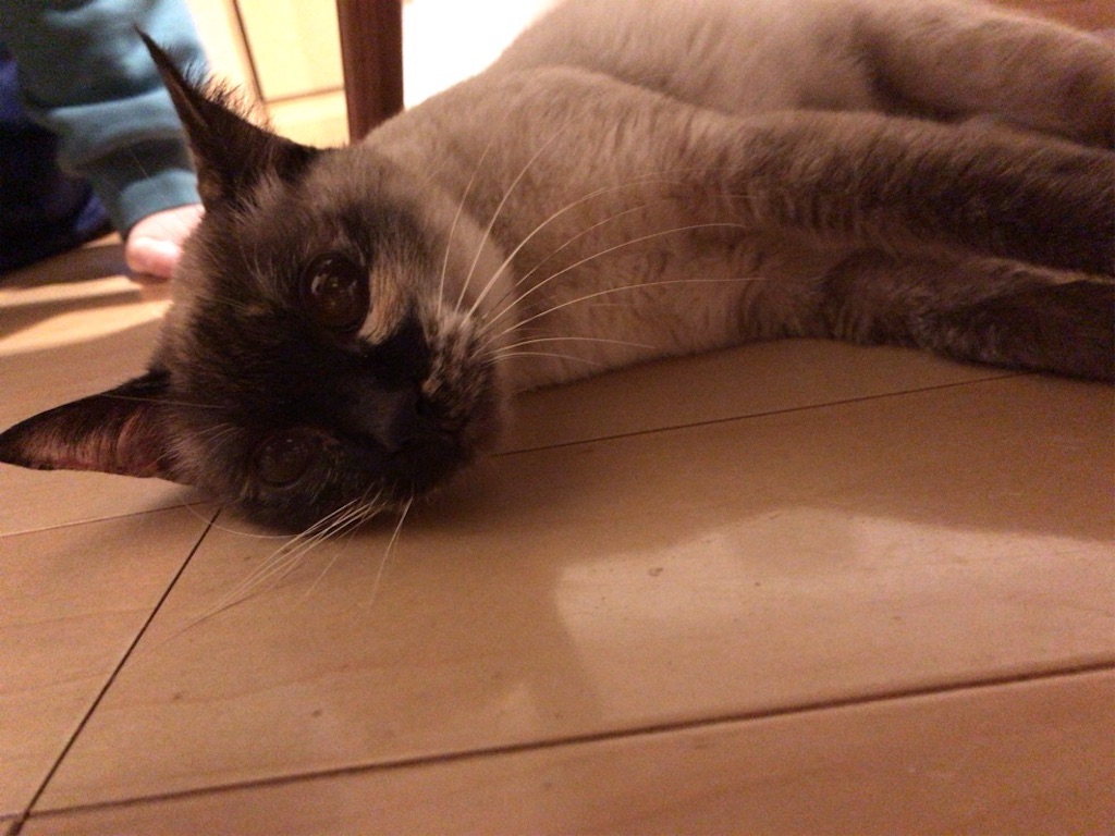 f:id:aporon2:20200329190709j:image