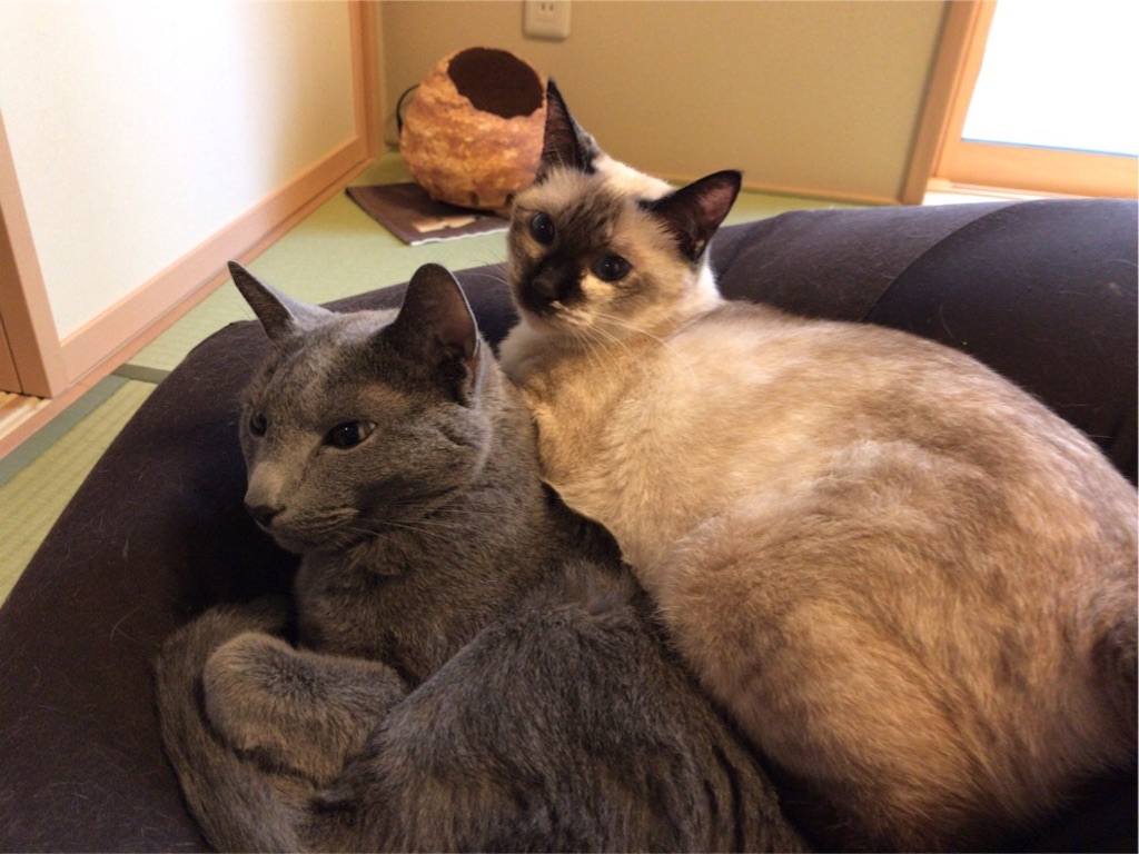 f:id:aporon2:20200425232601j:image