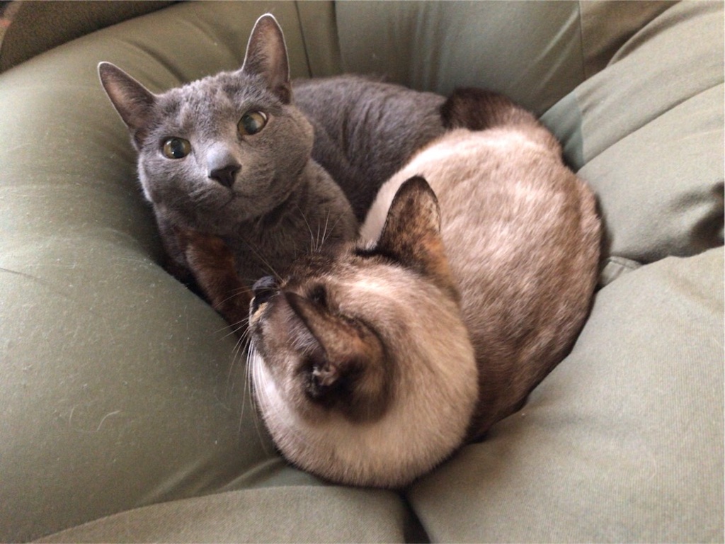 f:id:aporon2:20200425232621j:image