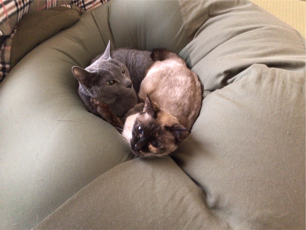 f:id:aporon2:20200425232625j:image