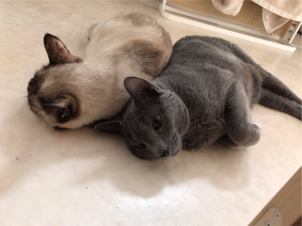 f:id:aporon2:20200426094629j:image