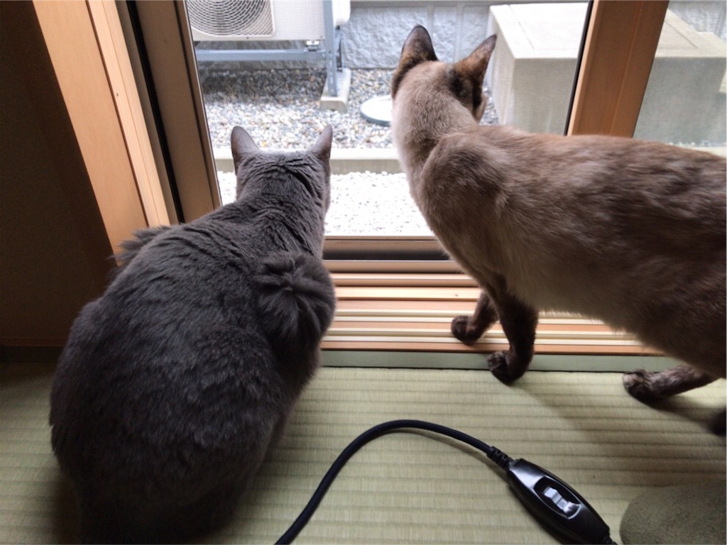 f:id:aporon2:20200426094649j:image