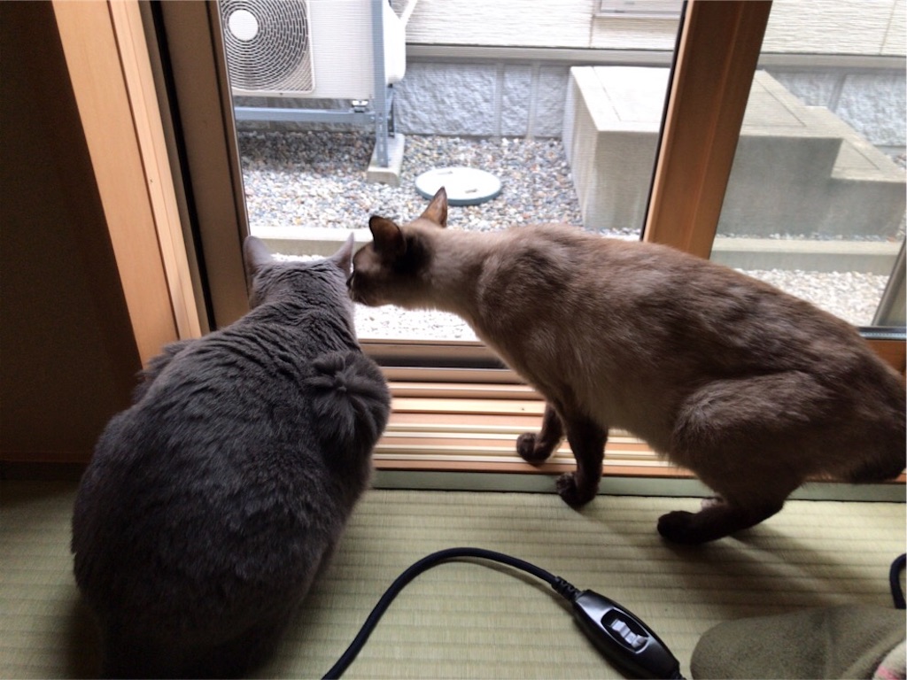 f:id:aporon2:20200426094653j:image