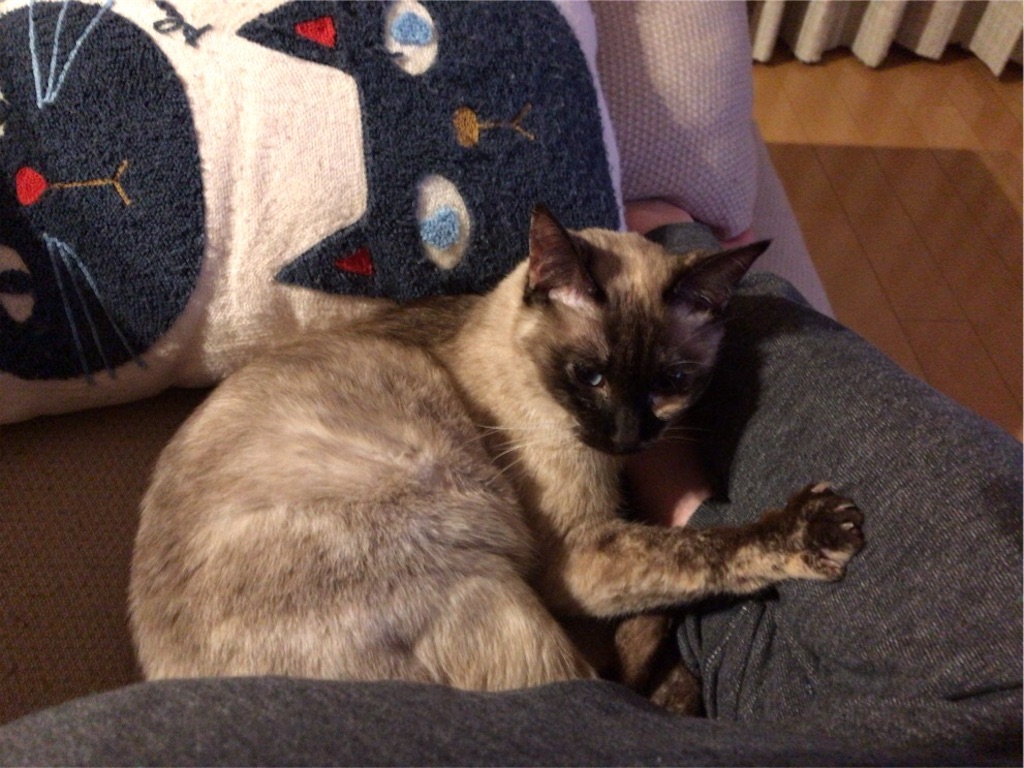 f:id:aporon2:20200522124252j:image