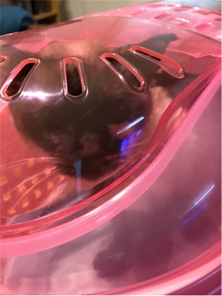 f:id:aporon2:20200522124304j:image