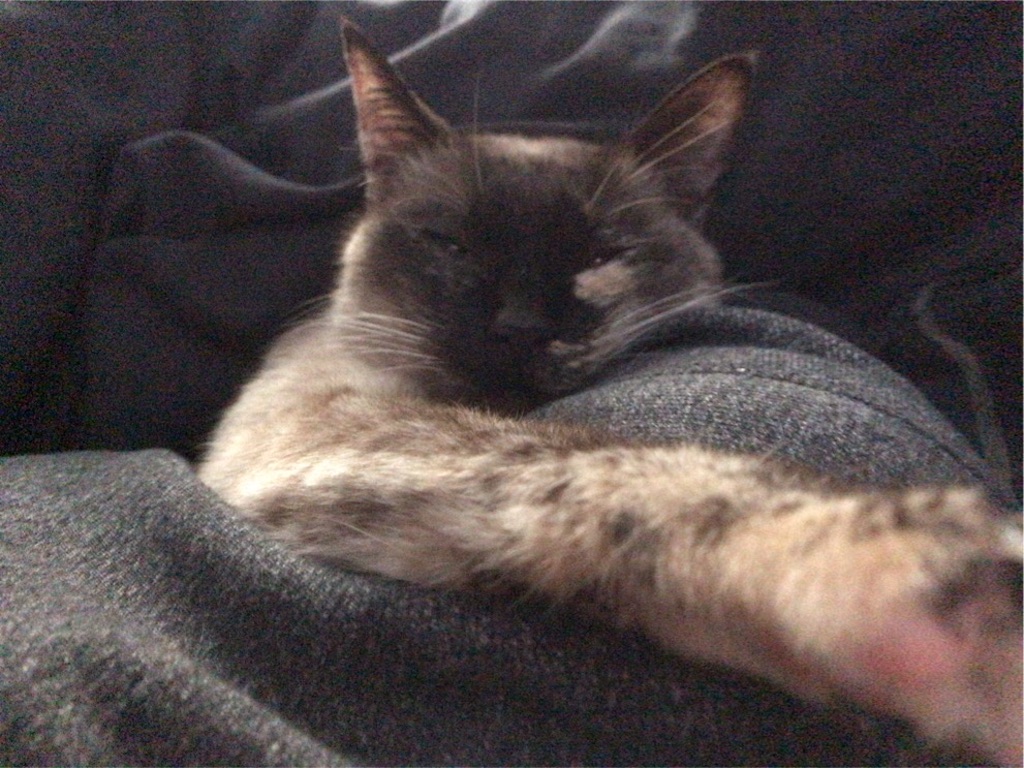 f:id:aporon2:20200522124307j:image