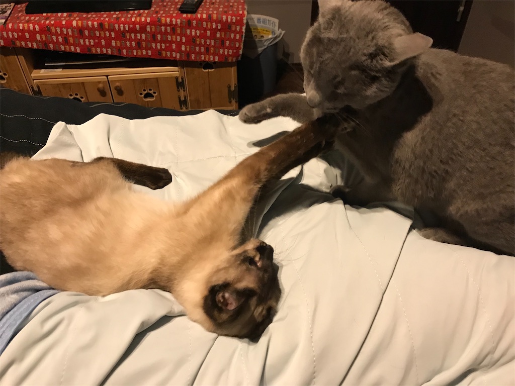 f:id:aporon2:20200522130113j:image