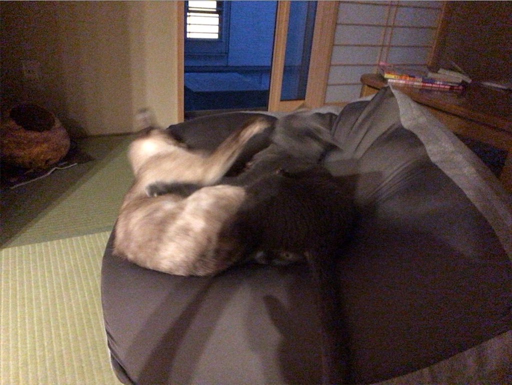 f:id:aporon2:20200619221837j:image