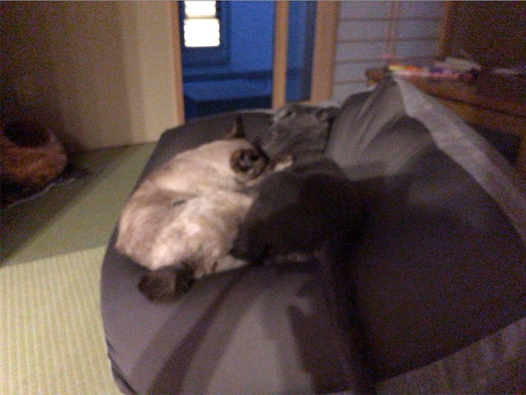 f:id:aporon2:20200619221843j:image